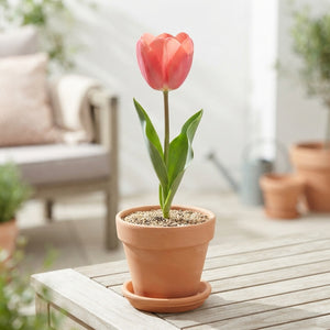 Tulipa Garden Flower Parade Tulip Bulbs – Pack of 10