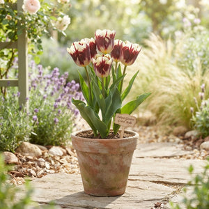 Tulipa Garden Grand Style Tulip Bulbs – Pack of 10