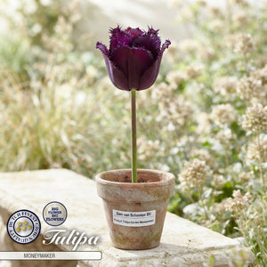 Tulipa Garden Moneymaker Tulip Bulbs – Pack of 10