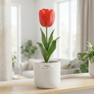 Tulipa ‘Garden Powerful’ Tulip Bulbs – Pack of 10