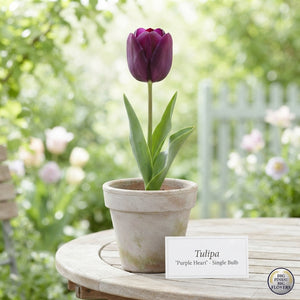 Tulipa ‘Garden Purple Heart’ Tulip Bulbs – Pack of 10