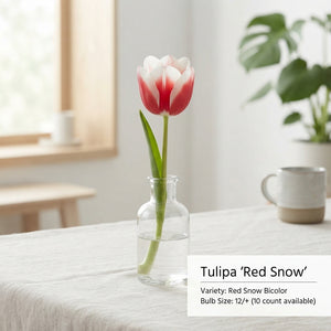 Tulipa Garden Red Snow Tulip Bulbs – Pack of 10