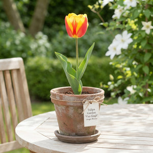 Tulipa 'Van Gogh' Garden Tulip Bulbs – 12/+