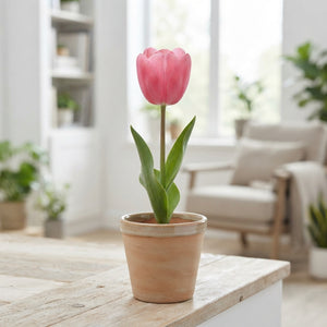 Mixed Darwin Hybrid Tulip Bulbs – Pack of 10