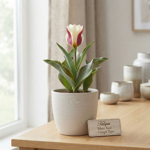 Tulipa greigii ‘Mary Ann’ Flower Bulbs – Pack of 7