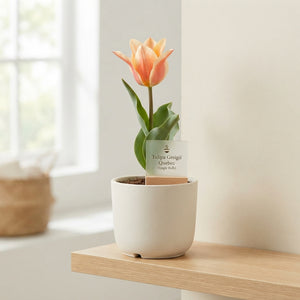 Tulipa greigii ‘Quebec’ Flower Bulbs – Pack of 10
