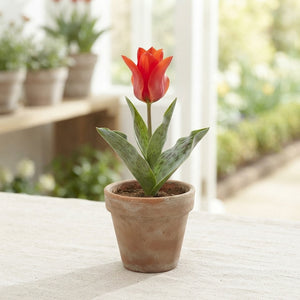 Red Riding Hood Greigii Tulip Bulbs (7 Bulbs)