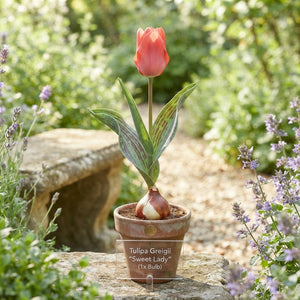 Tulipa Greigii ‘Sweet Lady’ Tulip Bulbs – Pack of 7