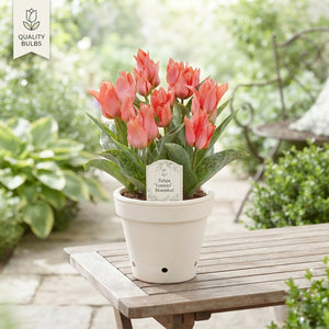 Tulipa Greigii ‘Toronto’ Flower Bulbs – Pack of 10