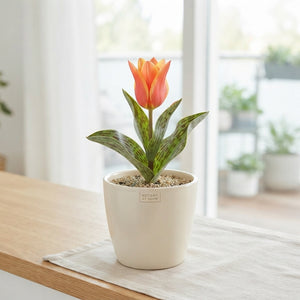 Tulipa greigii Mixed Colour Tulip Bulbs – Pack of 10