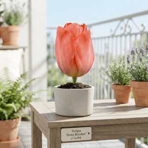 Tulipa ‘Hans Brinker’ Tulip Bulbs – 12/+ Size