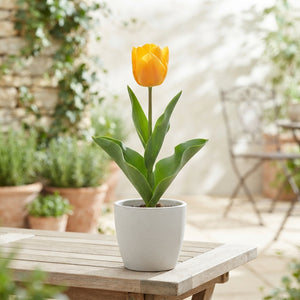 Tulipa kaufmanniana ‘Buttercup’ Spring Flower Bulbs – Pack of 7