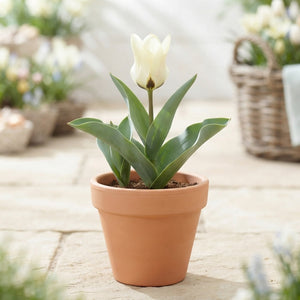 Tulipa Kaufmanniana ‘Concerto’ Tulip Bulbs – Pack of 10