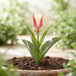 Johan Strauss Kaufmanniana Tulip Bulbs – Pack of 10