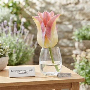 Elegant Lady Lily-Flowering Tulip Bulbs – Pack of 7