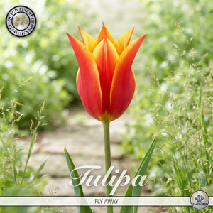 Tulipa ‘Lilyflowering Fly Away’ Flower Bulbs – Pack of 7