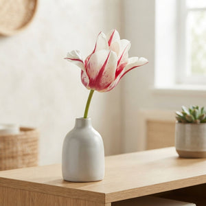 Tulipa 'Marilyn' Lily-Flowered Tulip Bulbs – 7 Bulbs