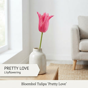 Pretty Love Lily-Flowered Tulip Bulbs – 7 Pack