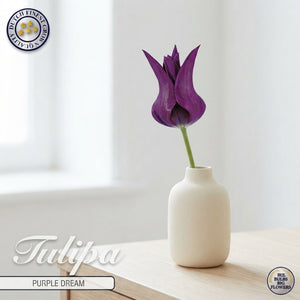 Purple Dream Lily-Flowering Tulip Bulbs – Pack of 7