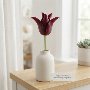 Tulipa ‘Lilyflowering Sarah Raven’ Flower Bulbs – Pack of 7