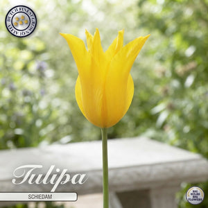 Tulipa ‘Lilyflowering Schiedam’ Flower Bulbs – Pack of 7