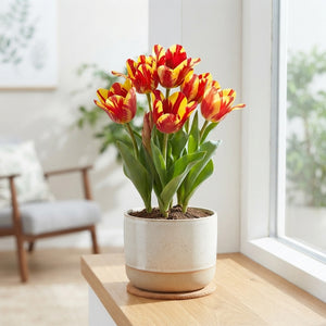 Tulipa Multiflora ‘Wonder Club’ Tulip Bulbs – Pack of 7