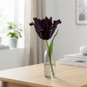 Black Parrot Tulip Bulbs – 7 Bulbs, 12/+ Size