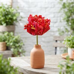 Tulipa ‘Parrot Garden Fire’ Flower Bulbs – Pack of 7