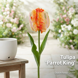 Parrot Tulip ‘King’ Bulbs – Pack of 7