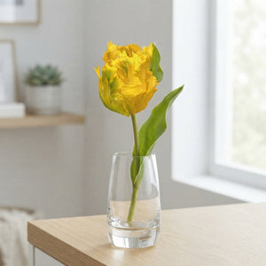 Tulipa Parrot ‘Texas Gold’ Spring Flower Bulbs – 7 Bulbs