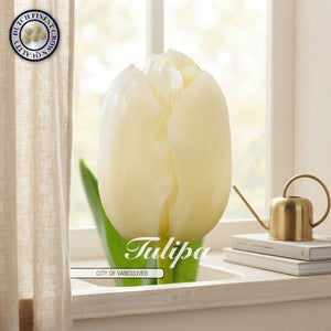Tulip ‘City of Vancouver’ Single Late Flower Bulbs – Pack of 10