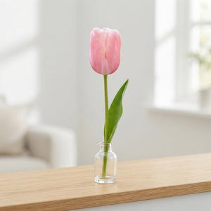 Menton Single Late Tulip Bulbs – Pack of 7