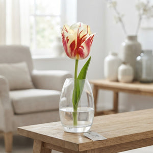 Tulipa ‘Sorbet’ Single Late Tulip Bulbs – 7 Pack