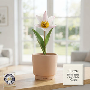 Tulipa species ‘Hilde’ Flower Bulbs – Size 5/6