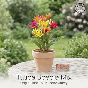 Mixed Species Tulip Bulbs – 15 Bulbs, Size 6/7