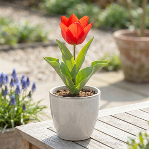 Tulipa Species ‘Tubergiana Zwanenburg’ Flower Bulbs – Pack of 10