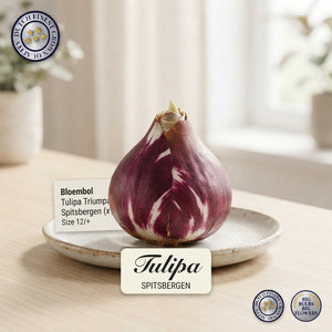 Tulipa 'Spitsbergen' Triumph Tulip Bulbs – 7 Bulbs