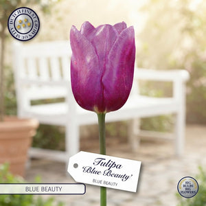 Tulip ‘Blue Beauty’ Triumph Bulbs – Pack of 10