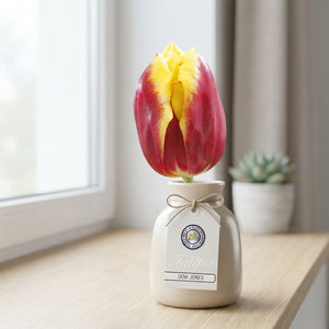 Tulipa ‘Triumph Dow Jones’ Tulip Bulbs – 12/+