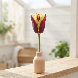 Tulipa ‘Gavota’ Triumph Tulip Bulbs – Pack of 10