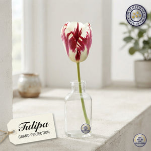 Tulipa Triumph ‘Grand Perfection’ Tulip Bulbs