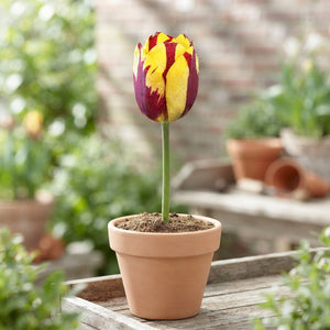 Tulipa ‘Helmar’ Triumph Tulip Bulbs – 7 Bulbs