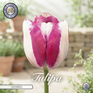 Tulipa ‘Triumph Hot Pants’ Tulip Bulbs – Pack of 10