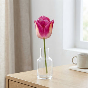 Tulipa ‘Triumph Infinity’ Flower Bulbs – Size 12/+