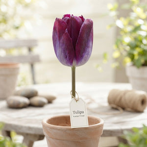 Tulipa ‘Kansas Proud’ Triumph Tulip Bulbs – 12/+
