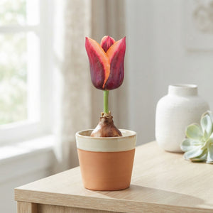 Tulipa ‘Muvota’ Triumph Tulip Bulbs – Pack of 7