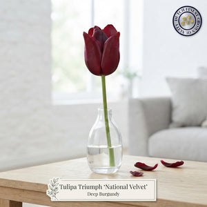 Tulipa ‘National Velvet’ Triumph Tulip Bulbs – Pack of 7