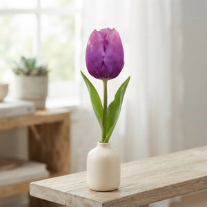 Purple Prince Triumph Tulip Bulbs – Pack of 10