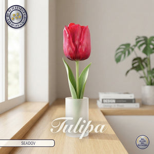 Tulipa 'Seadov' Triumph Tulip Bulbs – Pack of 10