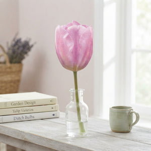 Tulipa ‘Synaeda Amor’ Triumph Tulip Bulbs – 12/+